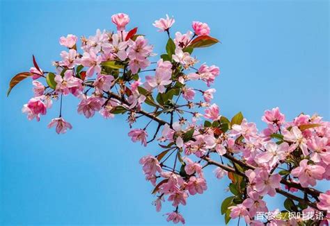 海棠花 象徵|海棠花的寓意和象征